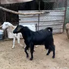فحل ماعز اسود اجم