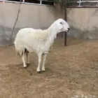نعجه حريه
