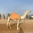 ناقاه ضروباه