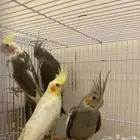 طيور كروان للبيع