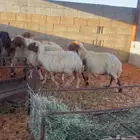 غنم حيل عدد 5