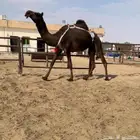 للبيع ضروبه نادرة