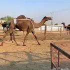 للبيع بكر ضروبه توه معزول حاشيها السن رباع