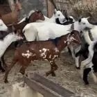 تيوس ذبايح جذعان سلخ وتوصيل