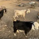 تيوس الطايف