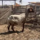شاه خصم
