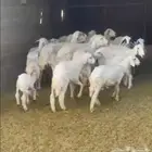 غنم حريه للبيع في الخرج