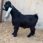 جذع عارضي خصم