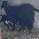 عنز معها توم