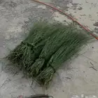 مرخ طازه الموقع الغولاء السعر 20 رقم الجوال