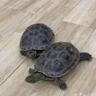 الي يبقاهم يجي ياخذهم بدون مقابل