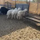 طليان تم البيع