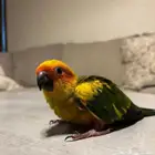 فرخ كنيور مجنون غر