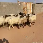غنم جلد مضاريع ودفيع