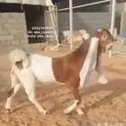 جفره فاخره