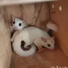 للبيع سنجاب الطائر شوقر قلايدر