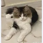 قطط للتبني