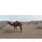 بكره عمرها سنه وزود للبيع بريه