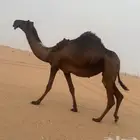 لقيه تروح جذعه متلي لها ثمان شهور على ولد سليمان ال بادي