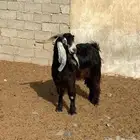 تيس فحل عارضي