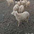 النوع   طليان