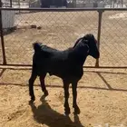 تيس جبر واكله نضيف وشرط