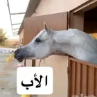 مهرة عمرها سنتين ونص حفيدة رف جستس