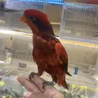 للبيع ببغاء لوري بلوستريك النادر