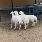 طليان