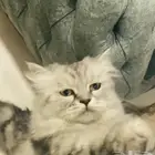 قط ضايع اللي يحصله يتواصل معي