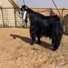 تيس عارضي فحل صحة الشرط