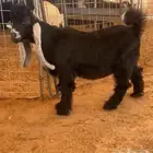 جذع عارضي