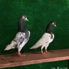 جوز تيدي صافي بيور تم البيع