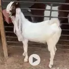تيس مطور فاخر من النوادر