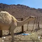 بكره
