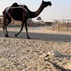 للبيع ضروبه كفو