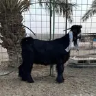 تيس عارضي طيب