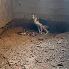 كلبة صيد معها 12 جرو للبيع على السوم