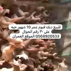 للبيع ديك فيومي