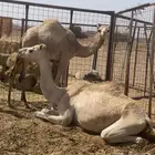 بكره هجن مفروده ضعط عالي