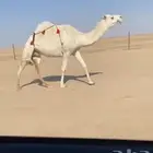 للبيع القحه الكفو