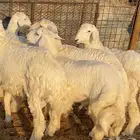 للبيع.بهم حري تفريد ذبائح