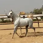 حصان حفيد مروان الشقب