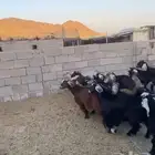 تيوس جبره