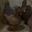 حمام كنق