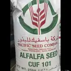 برسيم 101امريكي