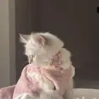 قطوة للتبني العمر 5 شهور الصحة ممتازة جميع مستلزماتها معها