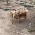 كلاب للبيع