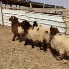 خرفان ورخال نعيم