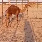 قعود للبيع